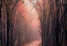 开云体育下载-FPX强势碾压TSM，Zeus上演绝境逆转传奇