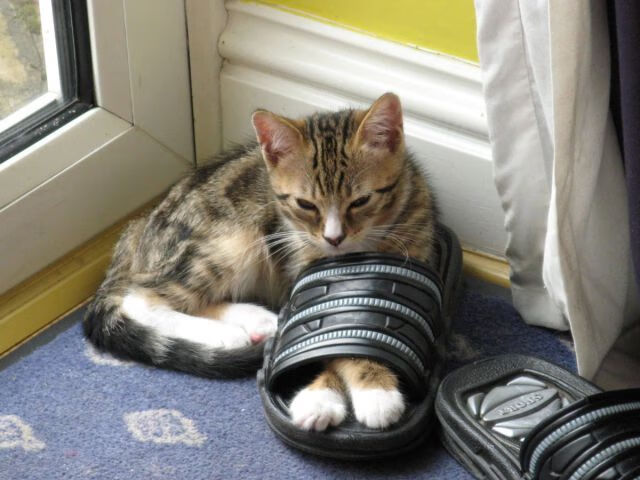 新王登基还是传奇不朽?当委内瑞拉收割亚特兰大,C罗在焦点战写下时代注脚