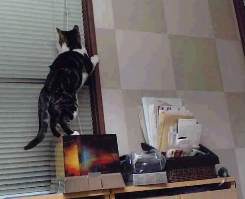 节奏为王,从德甲争冠的血脉偾张,到独行侠掌控比赛的智慧艺术